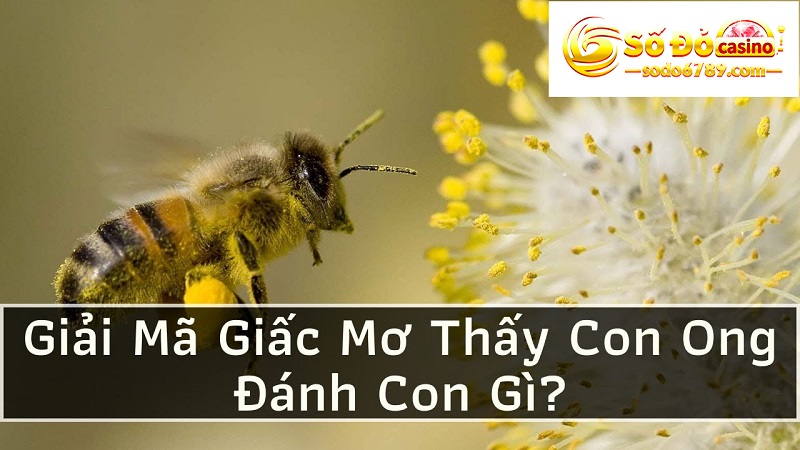 giấc mơ thấy ong